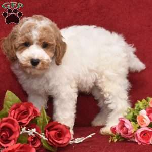 Presley, Miniature Poodle Puppy