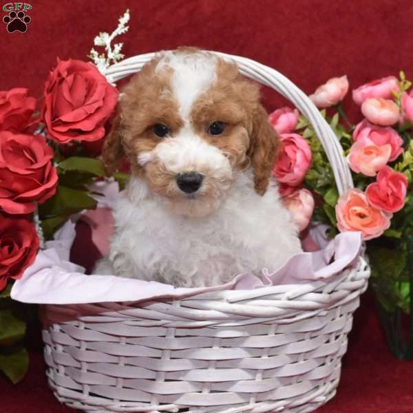 Preston, Miniature Poodle Puppy