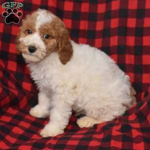 Preston, Miniature Poodle Puppy