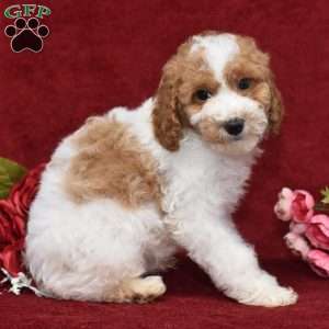 Preston, Miniature Poodle Puppy