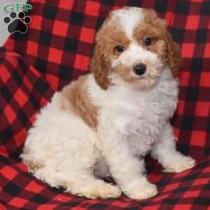 Preston, Miniature Poodle Puppy