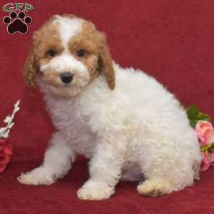 Preston, Miniature Poodle Puppy