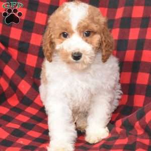 Preston, Miniature Poodle Puppy