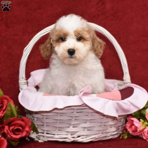 Prince, Miniature Poodle Puppy