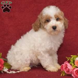 Prince, Miniature Poodle Puppy