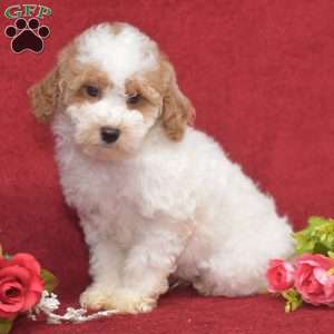 Prince, Miniature Poodle Puppy