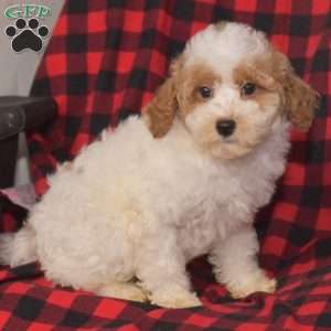 Prince, Miniature Poodle Puppy