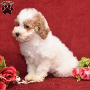 Prince, Miniature Poodle Puppy