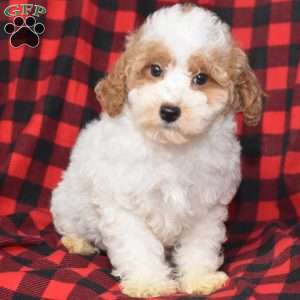 Prince, Miniature Poodle Puppy