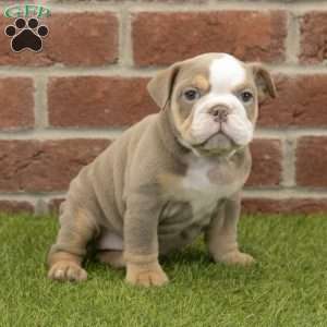Anna, English Bulldog Puppy