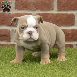 Anna, English Bulldog Puppy