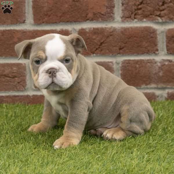 Anna, English Bulldog Puppy