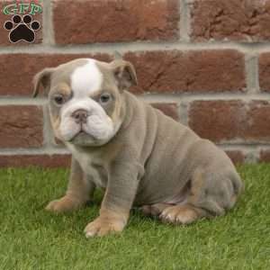Anna, English Bulldog Puppy