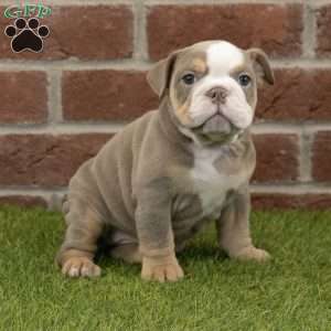 Anna, English Bulldog Puppy