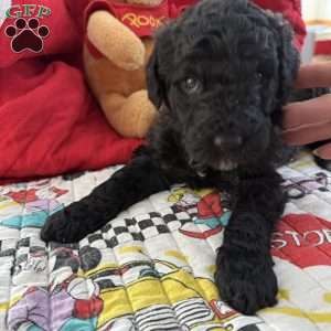 White, Goldendoodle Puppy