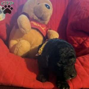 Yellow, Goldendoodle Puppy