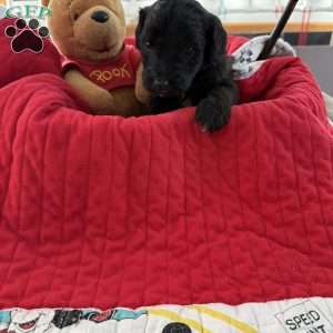 Red, Goldendoodle Puppy