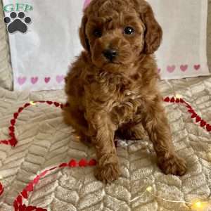 Cody, Miniature Poodle Puppy