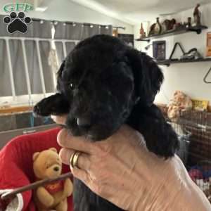 Yellow, Goldendoodle Puppy