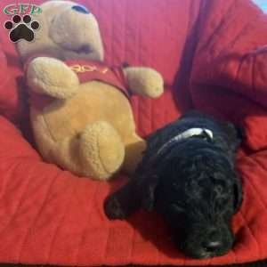 White, Goldendoodle Puppy