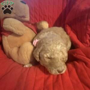 Pink, Goldendoodle Puppy