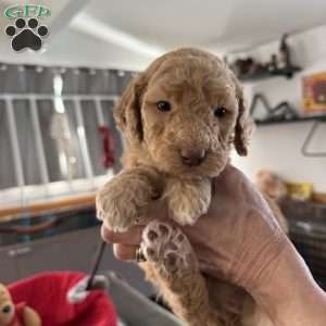 Pink, Goldendoodle Puppy