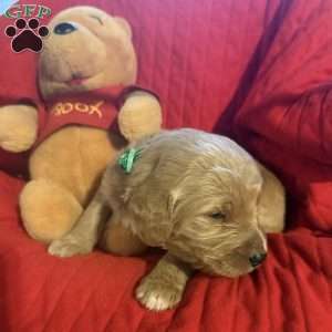 Dark Green, Goldendoodle Puppy