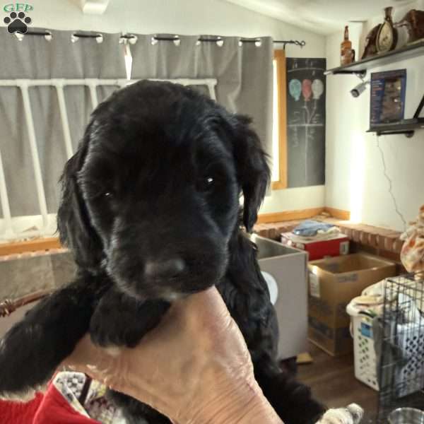 Light Blue, Goldendoodle Puppy