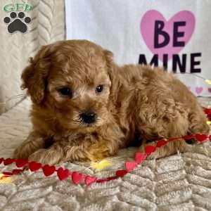 Clark, Miniature Poodle Puppy