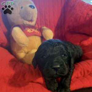 Light Green, Goldendoodle Puppy