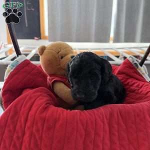 Light Green, Goldendoodle Puppy