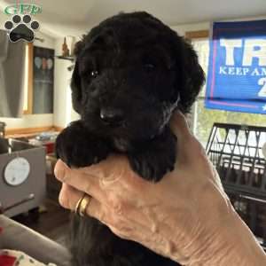White, Goldendoodle Puppy