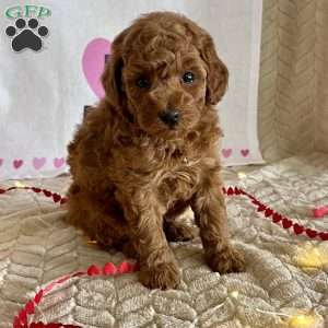 Cody, Miniature Poodle Puppy