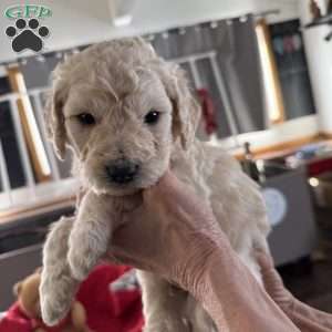Black, Goldendoodle Puppy
