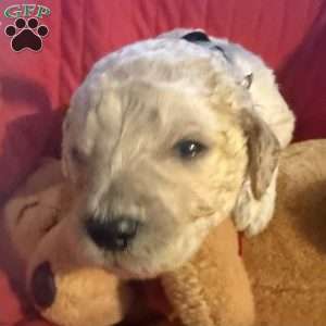 Black, Goldendoodle Puppy