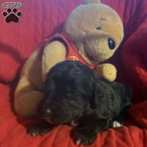 Red, Goldendoodle Puppy