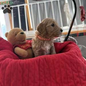 Orange, Goldendoodle Puppy