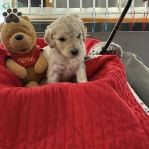 Black, Goldendoodle Puppy