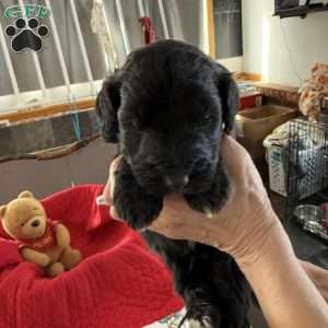 Red, Goldendoodle Puppy