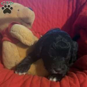 Light Blue, Goldendoodle Puppy