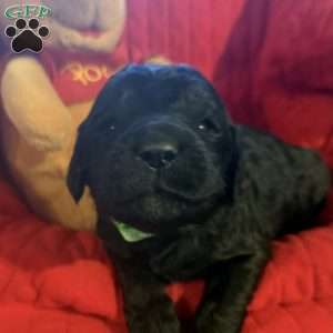 Light Green, Goldendoodle Puppy