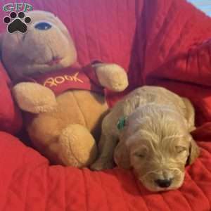 Black, Goldendoodle Puppy