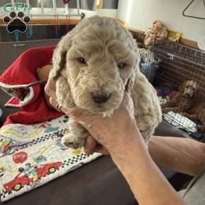 Dark Blue, Goldendoodle Puppy