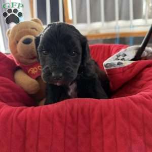 Red, Goldendoodle Puppy