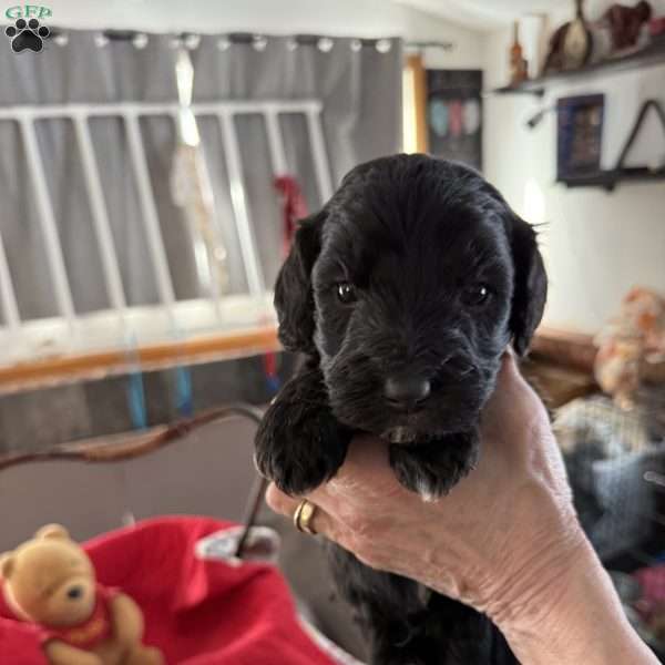Red, Goldendoodle Puppy