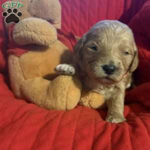 Orange, Goldendoodle Puppy