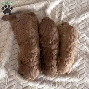 Clark, Miniature Poodle Puppy