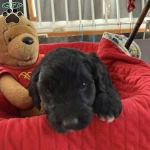 Light Blue, Goldendoodle Puppy