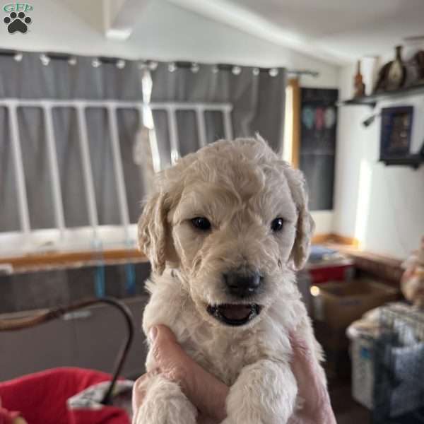 Black, Goldendoodle Puppy