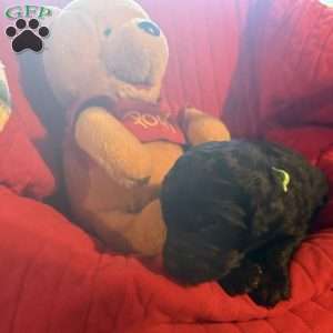 Light Green, Goldendoodle Puppy